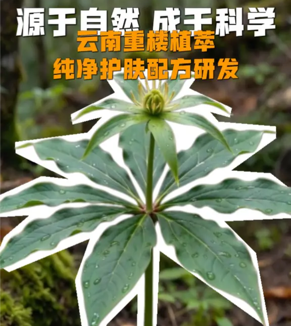 植萃研发定制赋能，聚焦云南重楼修护护肤赛道